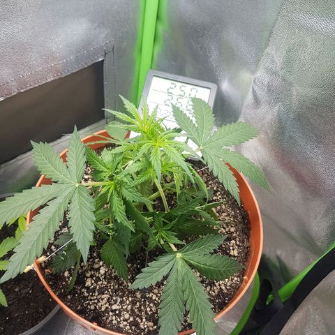 BANNER  growlog photo: Iniciando pré floração