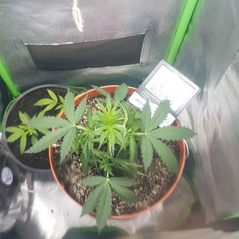BANNER  growlog photo: Iniciando pré floração
