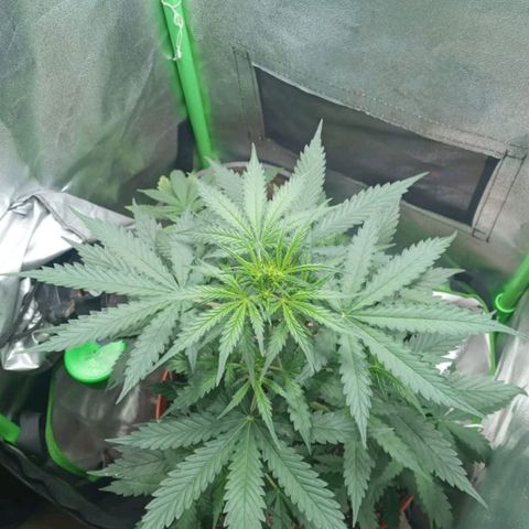 BANNER  growlog timeline photo