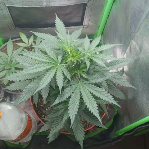 BANNER  growlog timeline photo
