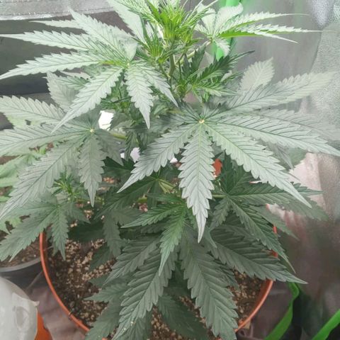 BANNER  growlog timeline photo