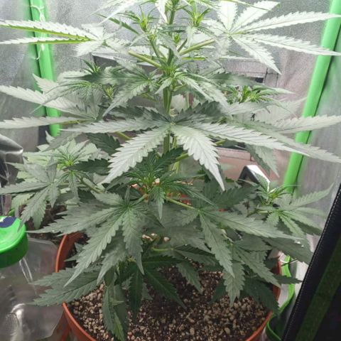 BANNER  growlog timeline photo