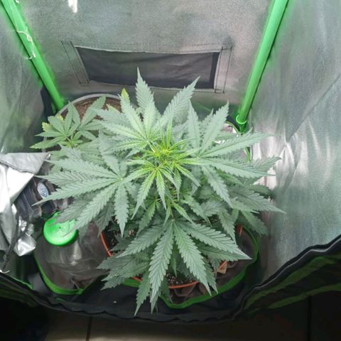 BANNER  growlog timeline photo