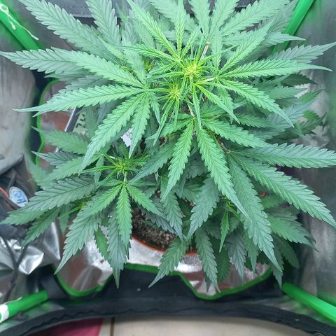 BANNER  growlog timeline photo