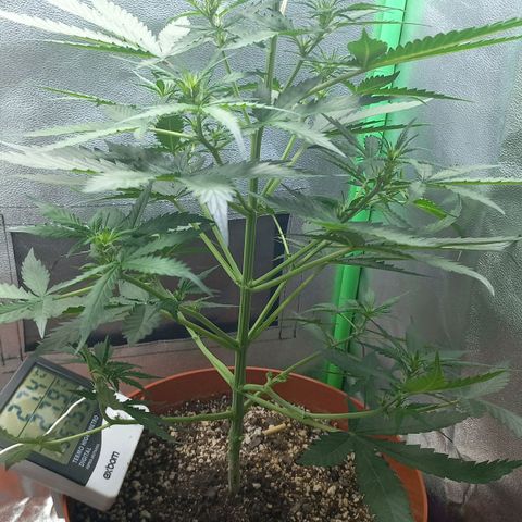 BANNER  growlog timeline photo