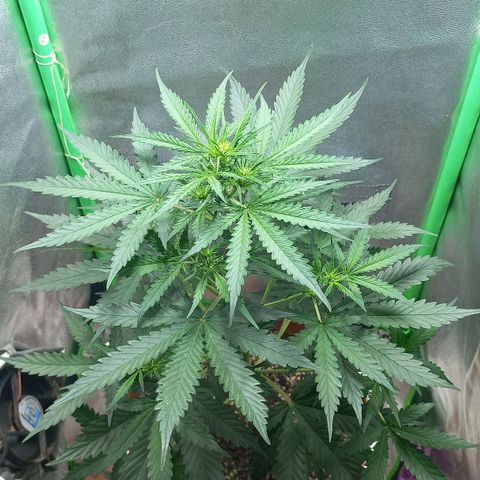 BANNER  growlog timeline photo