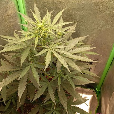 BANNER  growlog timeline photo