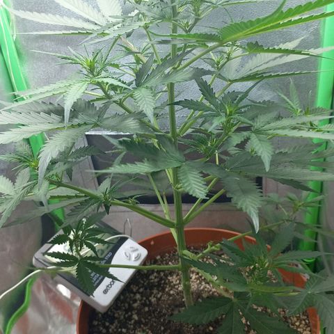 BANNER  growlog timeline photo