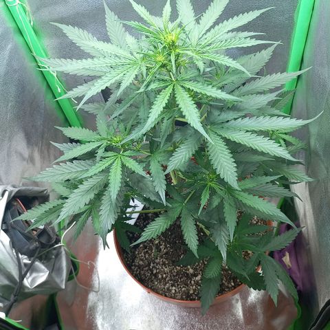 BANNER  growlog timeline photo