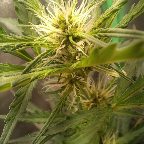 BANNER  growlog timeline photo