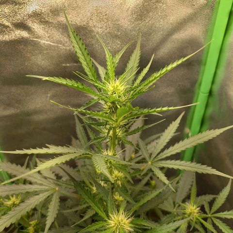 BANNER  growlog timeline photo