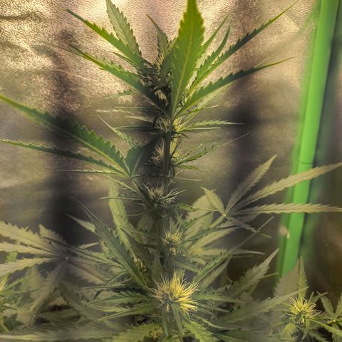 BANNER  growlog timeline photo