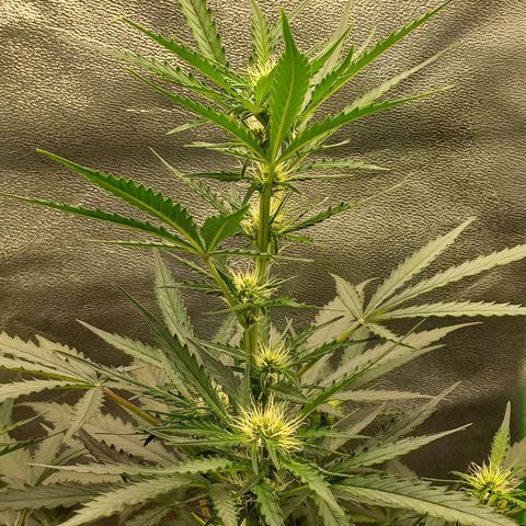 BANNER  growlog timeline photo