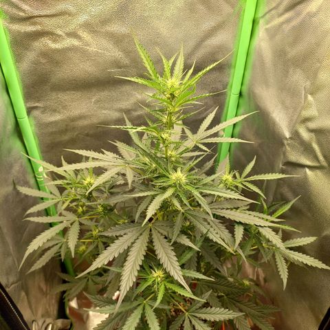 BANNER  growlog timeline photo
