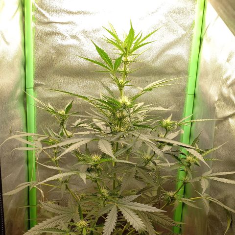 BANNER  growlog timeline photo