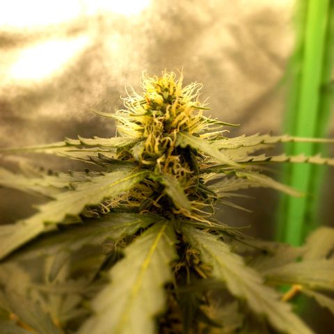 BANNER  growlog timeline photo