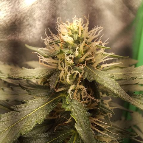 BANNER  growlog timeline photo