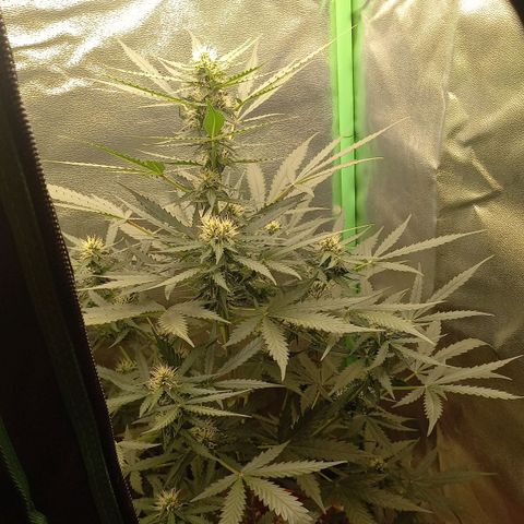 BANNER  growlog timeline photo
