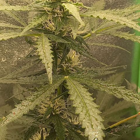 BANNER  growlog timeline photo