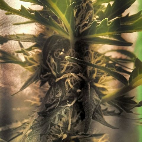 BANNER  growlog timeline photo