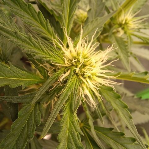 BANNER  growlog timeline photo