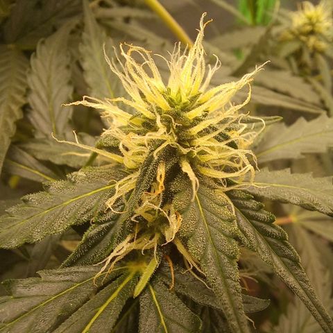 BANNER  growlog timeline photo