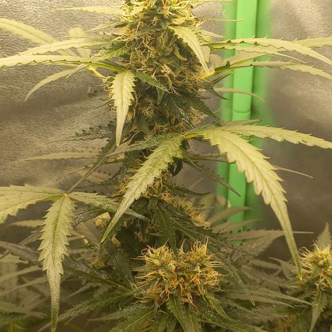 BANNER  growlog timeline photo