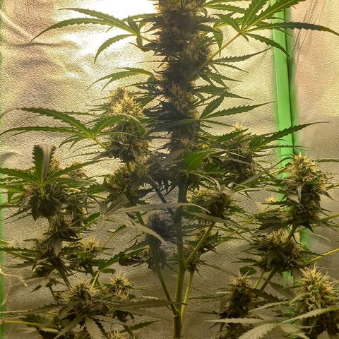 BANNER  growlog timeline photo