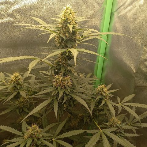 BANNER  growlog timeline photo