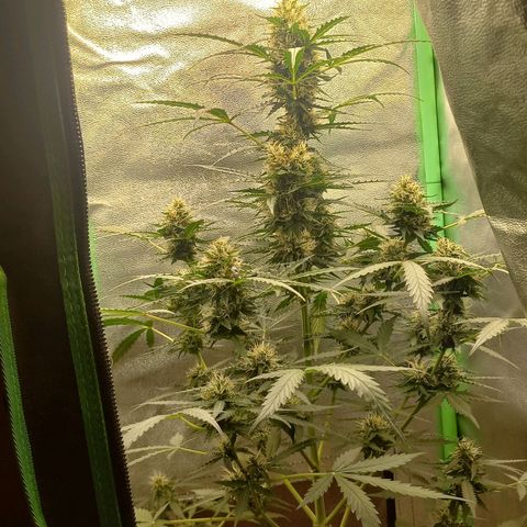 BANNER  growlog timeline photo