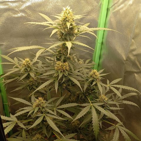 BANNER  growlog timeline photo