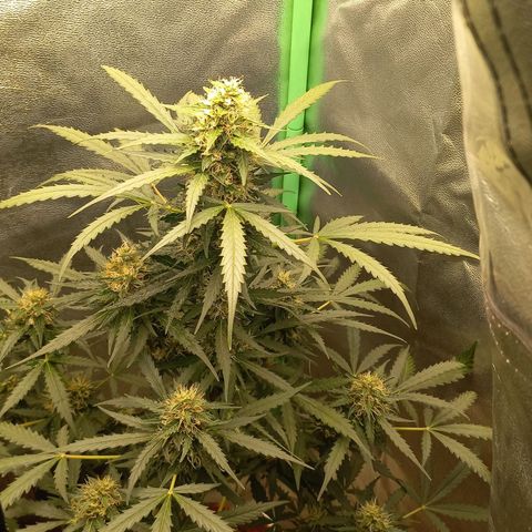 BANNER  growlog timeline photo