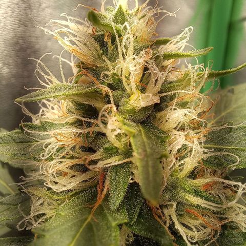 BANNER  growlog timeline photo