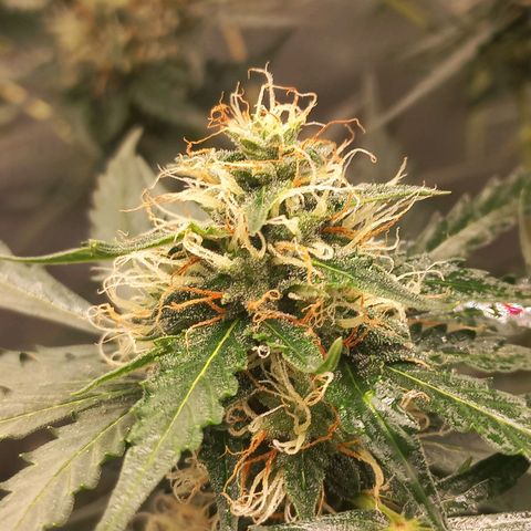 BANNER  growlog timeline photo