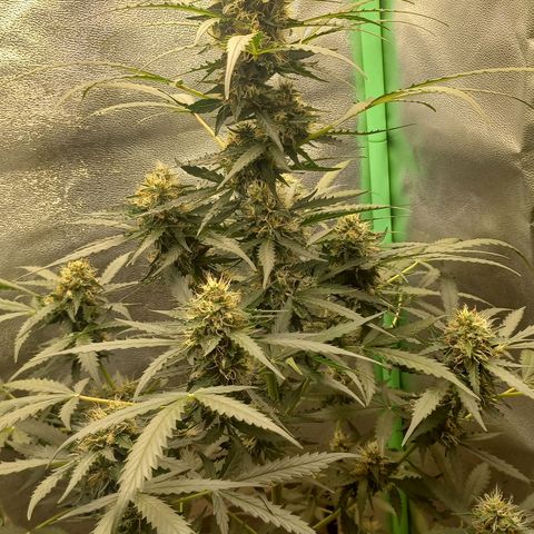 BANNER  growlog timeline photo