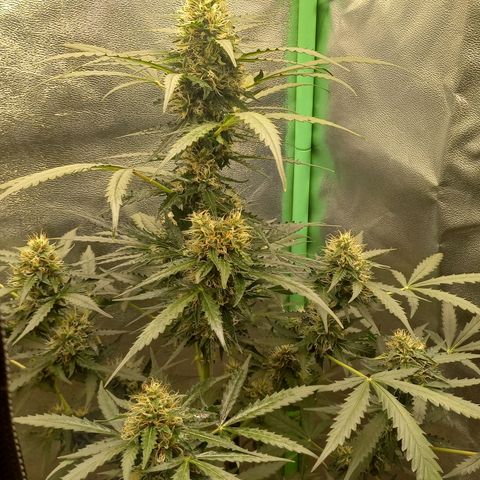 BANNER  growlog timeline photo