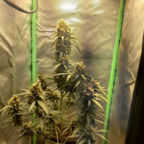 BANNER  growlog timeline photo