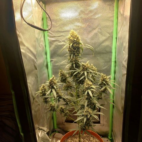 BANNER  growlog timeline photo