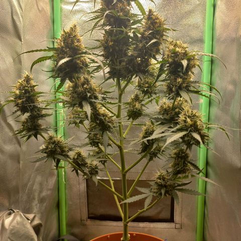BANNER  growlog timeline photo