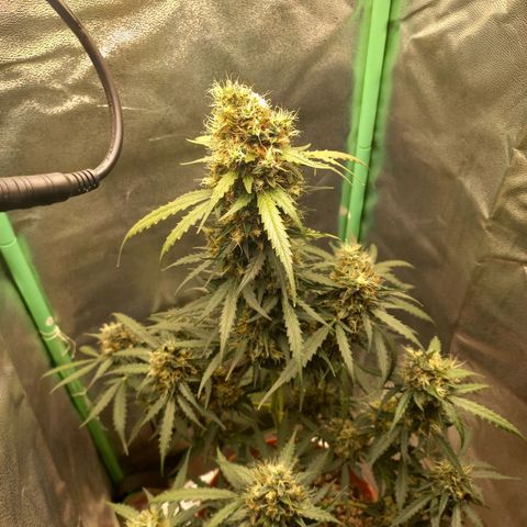 BANNER  growlog timeline photo