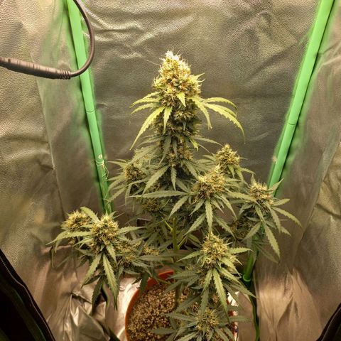 BANNER  growlog timeline photo