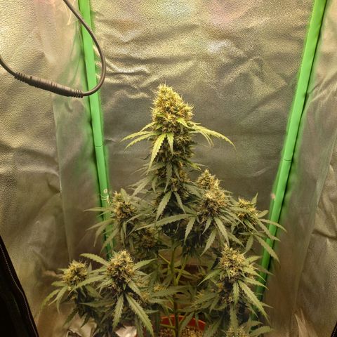 BANNER  growlog timeline photo