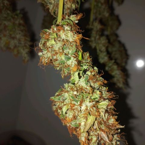 BANNER  growlog timeline photo