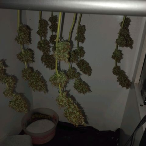 BANNER  growlog timeline photo