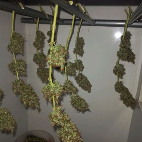 BANNER  growlog timeline photo
