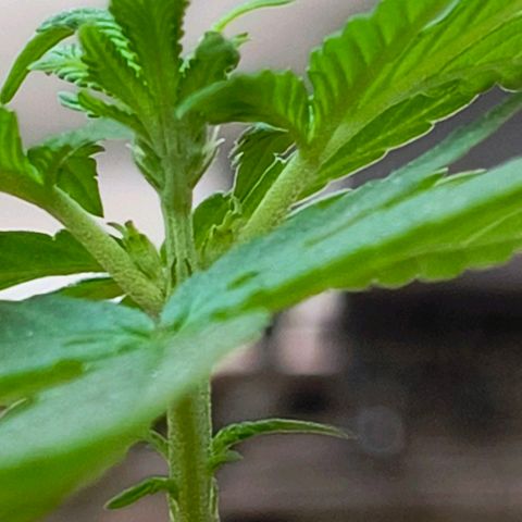 Gorilla Gold growlog photo: Pre floração entrou hoje