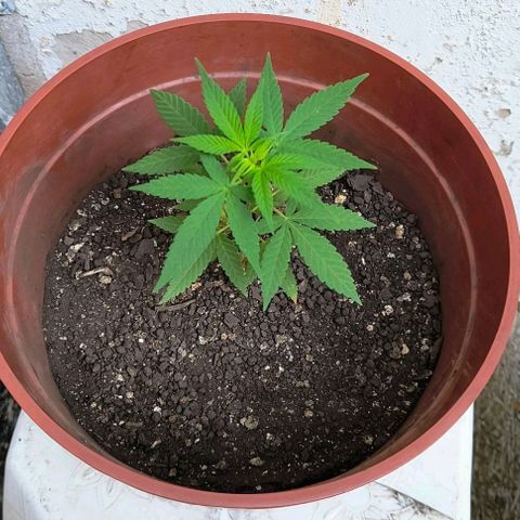 Gorilla Gold growlog timeline photo
