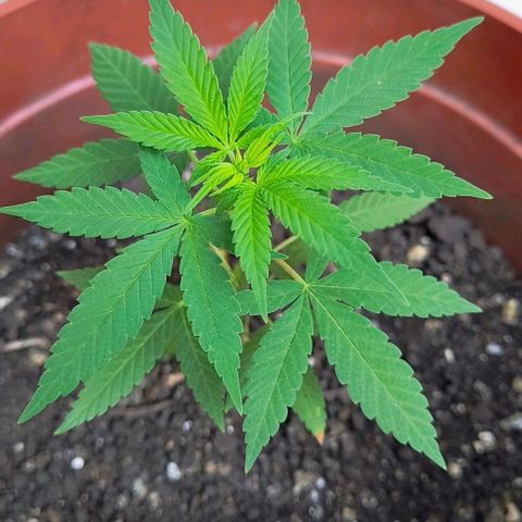 Gorilla Gold growlog timeline photo