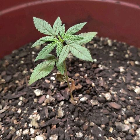 Gorilla Gold growlog photo: Recuperando do transplante feito dia 19