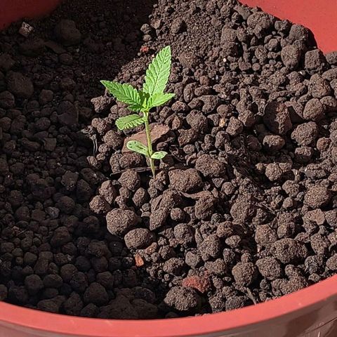 Gorilla Gold growlog timeline photo